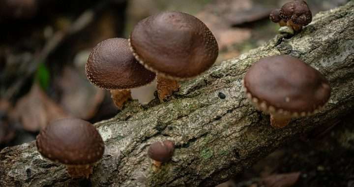 Nutritional Advantages of funghi shiitake