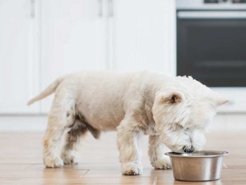 dry dog ​​food with beef